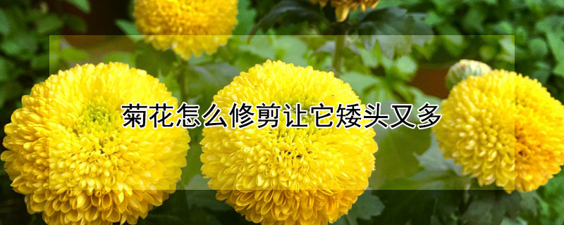 菊花怎么修剪让它矮头又多（菊花8月份怎么修剪让它矮头又多）