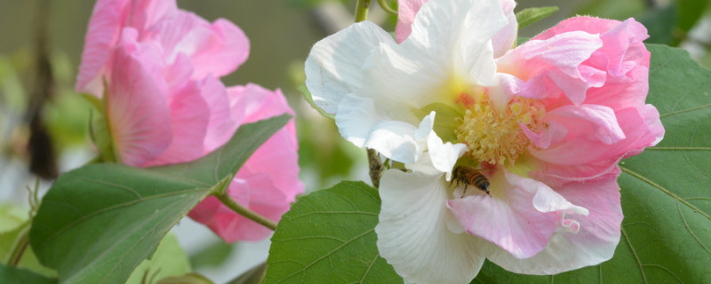 芙蓉花谢了怎么样修剪（芙蓉花后怎么修剪）