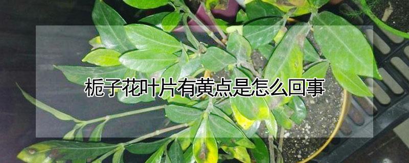 栀子花叶片有黄点是怎么回事 栀子花叶片上有黄点点