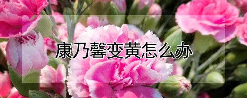 康乃馨变黄怎么办 康乃馨发黄怎么办