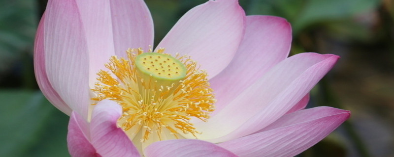 夏天有代表性的花有哪些 夏天有哪些花有什么特征