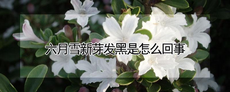 六月雪新芽发黑是怎么回事（六月雪的新芽变黑）