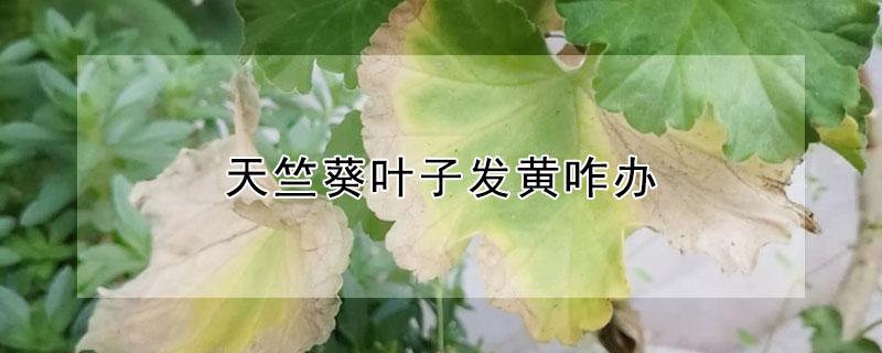 天竺葵叶子发黄咋办 天竺葵叶子发黄是怎么回事