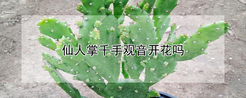 仙人掌千手观音开花吗（仙人掌千手观音开花吗?）