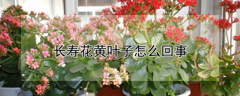 长寿花黄叶子怎么回事（长寿花黄叶子咋回事）