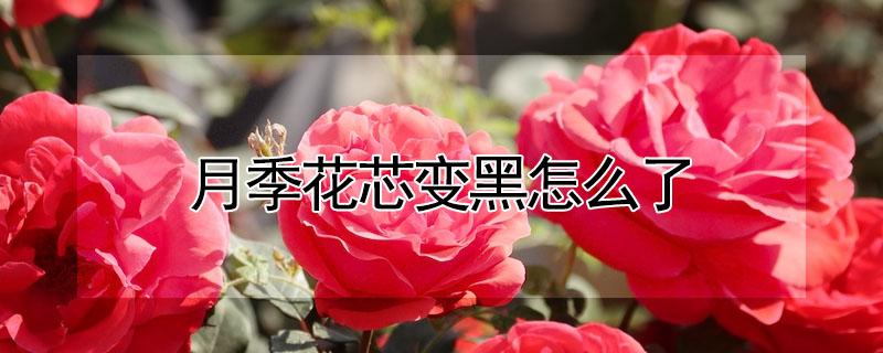 月季花芯变黑怎么了 月季花苞变黑