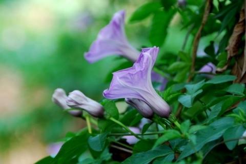 牵牛花春天几天浇水一次