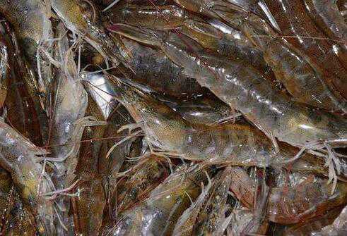 基围虾的营养价值，吃基围虾的好处 基围虾有啥营养