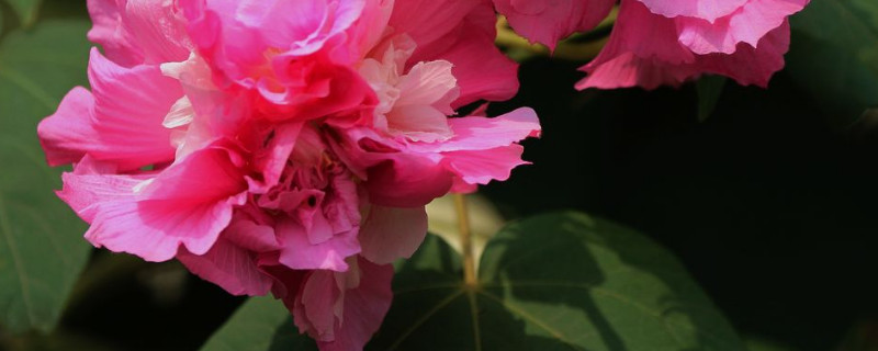 芙蓉花用水泡根怎么插（芙蓉花根怎么栽）