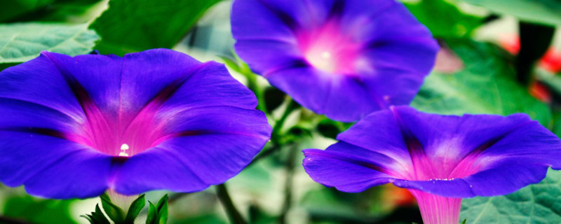 牵牛花秋天几天浇水一次（牵牛花隔几天浇一次水）