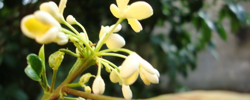 桂花树冬季可以移栽吗（桂花树冬季能移栽吗）