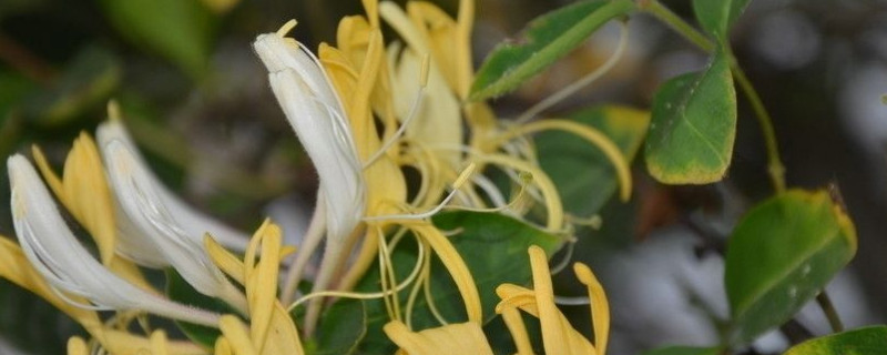 金银花树怎么扦插 金银花怎么扦插繁殖方法