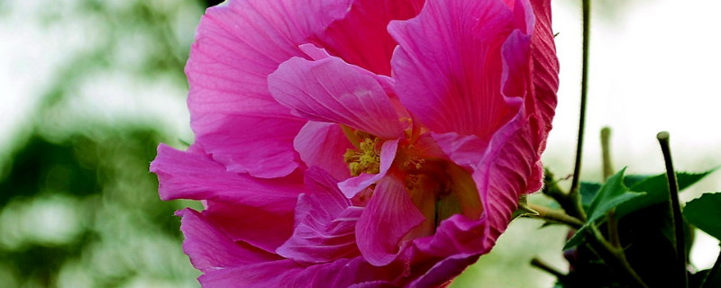 芙蓉花水生根怎么移栽盆里头 芙蓉花水生根多久能移盆里