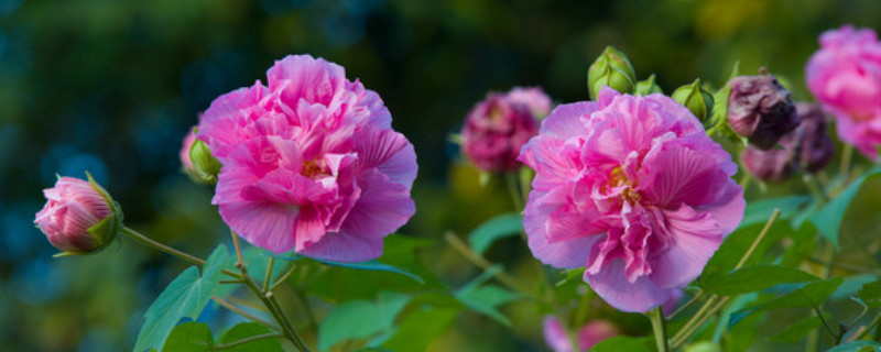 芙蓉花休眠怎么办 芙蓉花休眠多长时间