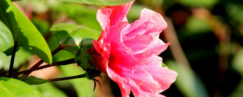 芙蓉花长长就死是咋回事 芙蓉花为啥花没开就烂