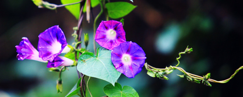 牵牛花种子能保存多久（牵牛花种子寿命）