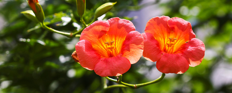 凌霄花冬季需要剪枝吗 凌霄花夏季修剪