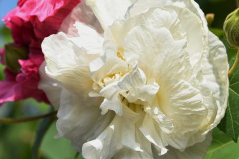 芙蓉花要死了怎么办