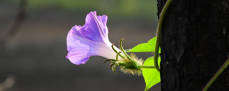 牵牛花如何快速生长 牵牛花怎么种植怎么养的过程