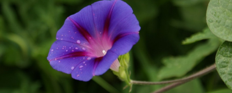 牵牛花冬天在室内种可行吗 牵牛花可以在冬天种吗