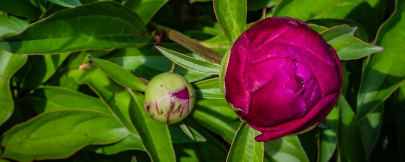 牡丹花夏天干枯还能发芽吗 牡丹花枯死还能发芽吗