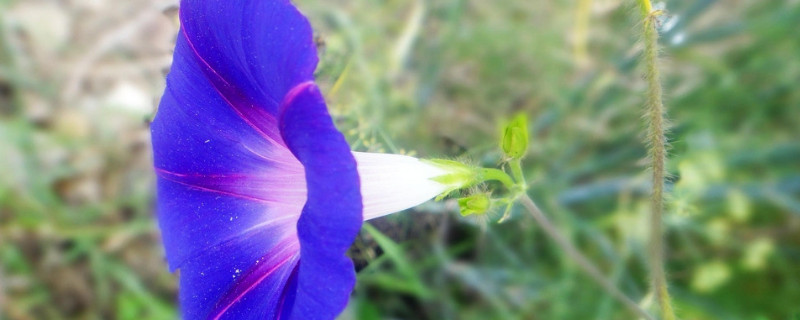 牵牛花种子可以放水里种吗（牵牛花种子要泡水吗）