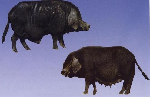 国内肉猪的常见品种及图片大全 中国肉质最好的猪品种