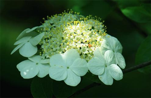 琼花简介及图片大全（琼花的介绍）