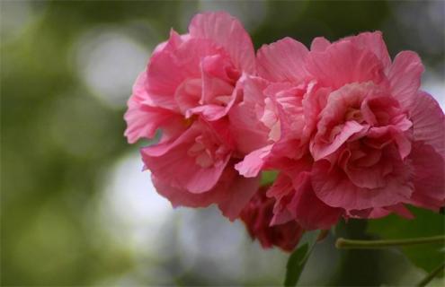 木芙蓉简介及图片大全 木芙蓉是什么样子的