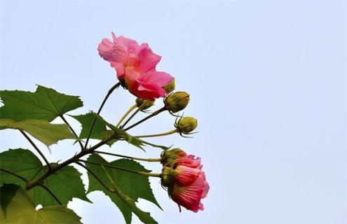 木芙蓉