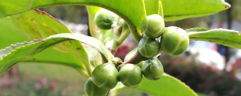 茶花春天可以剪枝吗（茶花春天能修剪吗）