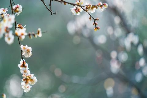 梅花的功效与作用（绿萼梅花的功效与作用）