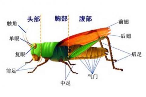 蝗虫的呼吸器官是什么 蝗虫的呼吸器官是什么开口是什么分布在胸部和什么部