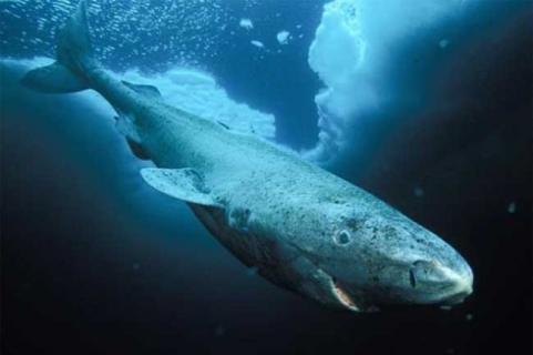 格陵兰鲨鱼（格陵兰鲨鱼寿命为什么这么长）