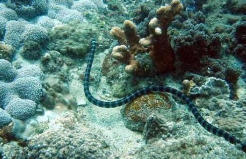 海蛇图片 最毒的海蛇图片