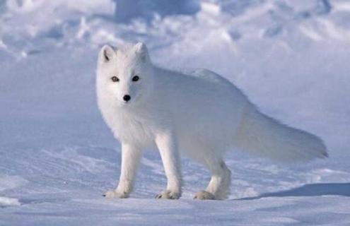 北极狐图片（aj北极狐图片）
