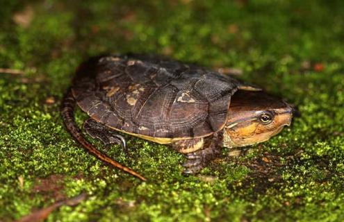 平胸龟的养殖技术 平胸龟生活环境