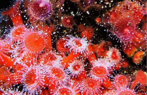 珊瑚虫是什么东西 珊瑚虫有几种