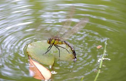 蜻蜓点水是为了什么 蜻蜓点水是为了什么,蚂蚁能原路返回是靠什么