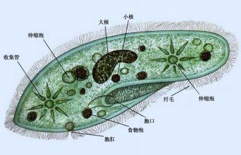 草履虫的生殖方式 草履虫的生殖方式是出芽生殖吗