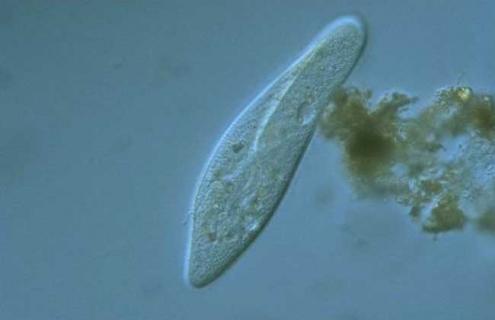 草履虫是原核生物吗 变形虫和草履虫是原核生物吗