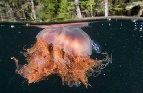 巨型深红水母有毒吗 巨型管水母有毒吗