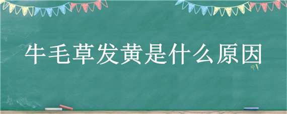 牛毛草发黄是什么原因 牛毛草头发黄