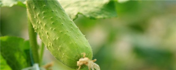 黄瓜种植温度多少合适 黄瓜种植适宜温度