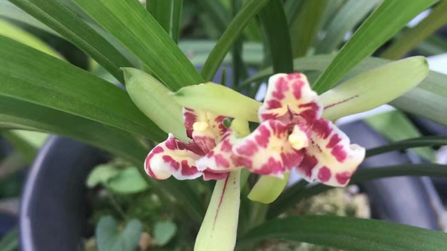 生根粉泡根要多久兰花 生根粉泡根要多久兰花能开花