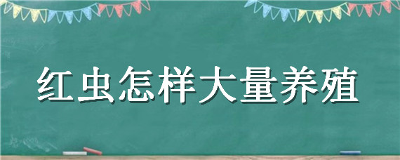 红虫怎样大量养殖 怎样大规模养殖红虫