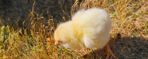 水床孵化小鸡1到21天温度怎么调节 水床孵化器孵小鸡怎么调节温度