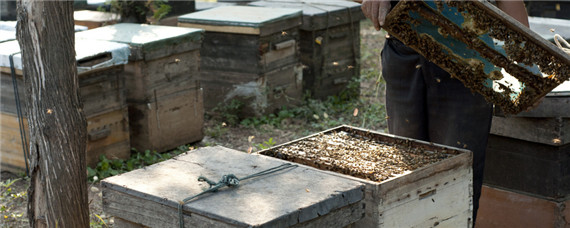 新手养蜂要先学什么技术 新手养蜂入门技术