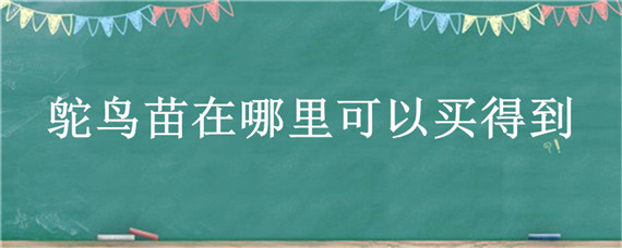 鸵鸟苗在哪里可以买得到 鸵鸟苗怎么卖的