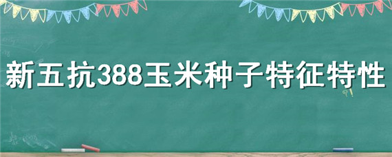 新五抗388玉米种子特征特性（新五抗388玉米种子简介）